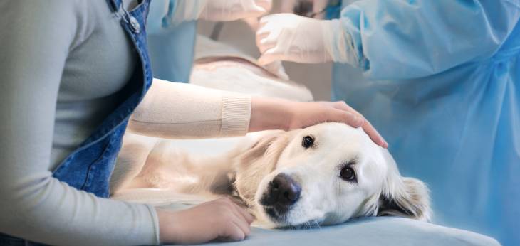 Tumor beim Hund Tiermedizin Dr. Gumpert