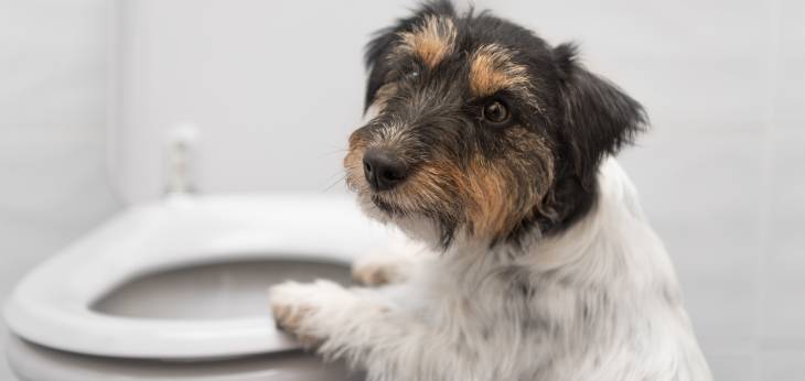 wie kann man einen hund zum erbrechen bringen tiermedizin dr gumpert