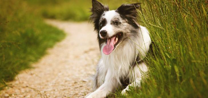 Australian Shepherd Ein Australian Shepherd liegt am Wegesrand im Gras