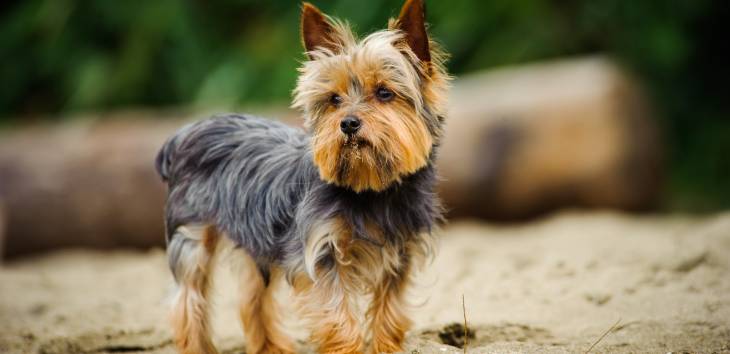 Der Cairn Terrier Ein junger Cairn Terrier