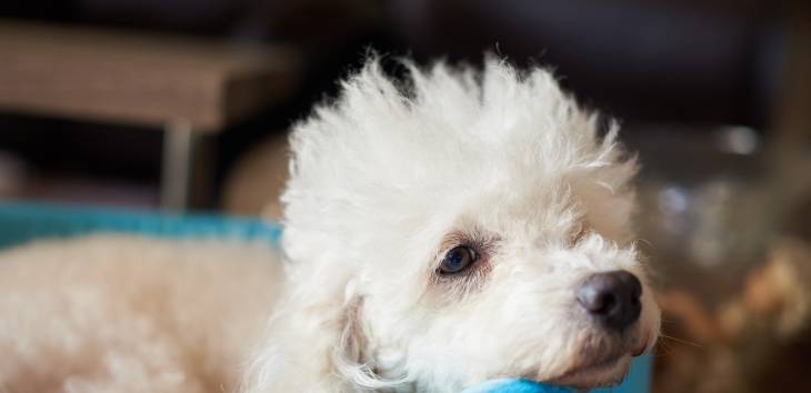 Dandie Dinmont Terrier Ein Dandie Dinmont Terrier schaut in die Kamera