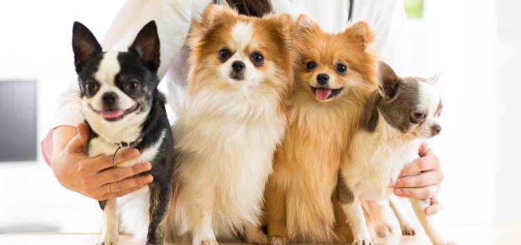 Der Spitz 4 Hunde beim Tierarzt auf einem Tisch