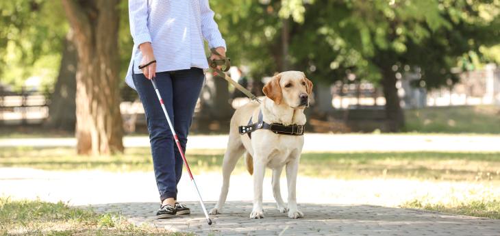 Der Labrador Ein Labrador als Blindenhund auf der Straße
