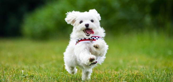 Sind Malteser Hunde Für Allergiker Hunde Fur Allergiker