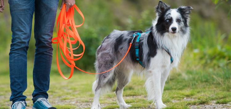 Shetland Sheepdog Hund an der Leine