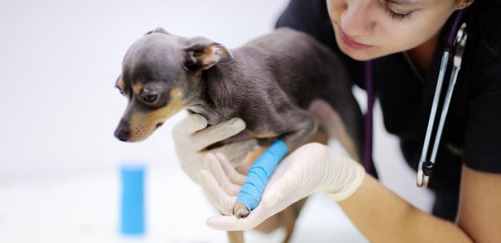 Der Zwergpinscher Zwergpinscher beim Tierarzt