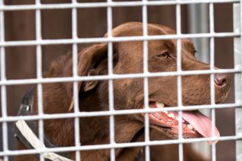 Hund aus dem Tierheim Labrador in einem Käfig