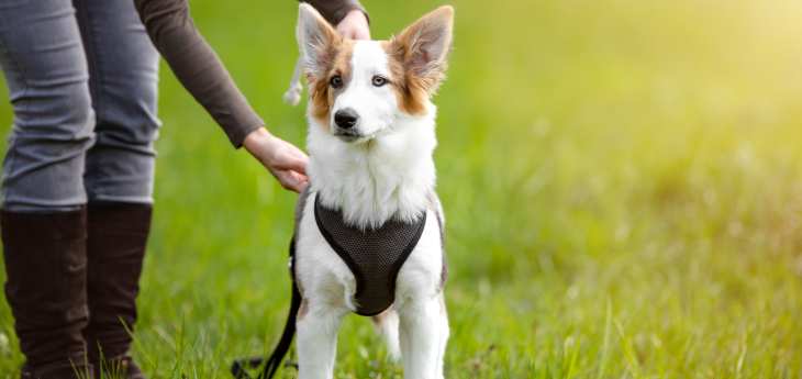 Hundegeschirr für große Hunde Hund mit Geschirr auf der Wiese