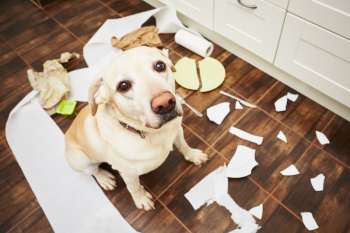 Jederzeit muss damit gerechnet werden Hund zwischen zerbrochenen Tellern