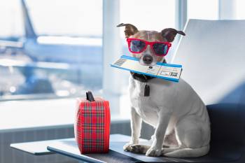 Hund auf Reisen Kleiner Hund fertig für den Urlaub gestylt