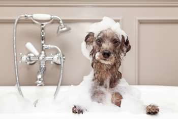 Entspannungsbad Hund in der Badewanne