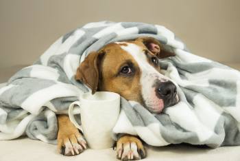Auffälliges Verhalten beim Hund Kranker Hund unter der Decke