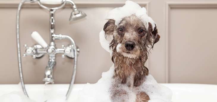 Das beste Hundeshampoo Hund in Badewanne