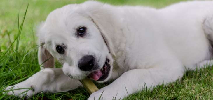 Zahnreinigende Futtermittel für den Hund Hund liegt auf der Wiese und kaut an einem Knochen