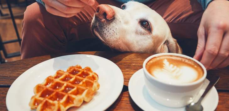 Verbotene Lebensmittel Hund bekommt Süßen vom Essenstisch