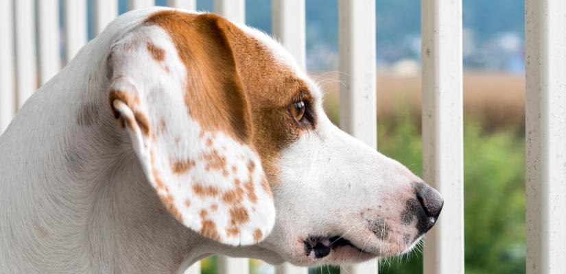 Die Hundebox Hund, Box, Hundebox, Gitter, Haustier
