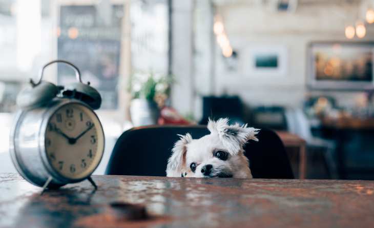 Hund im Restaurant oder Café Tiermedizin Dr. Gumpert