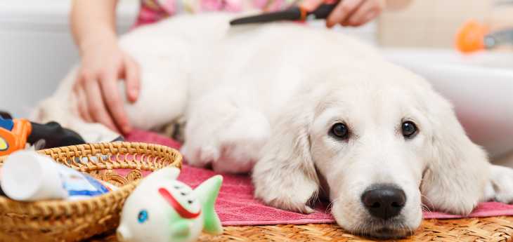 Hundefrisör Hund liegt und wird gebürstet
