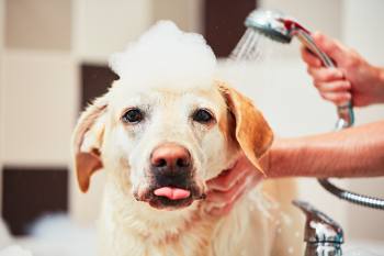Fellpflege Hund in der Badewanne