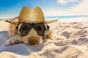 Ab in den Urlaub Hund am Strand im Urlaub