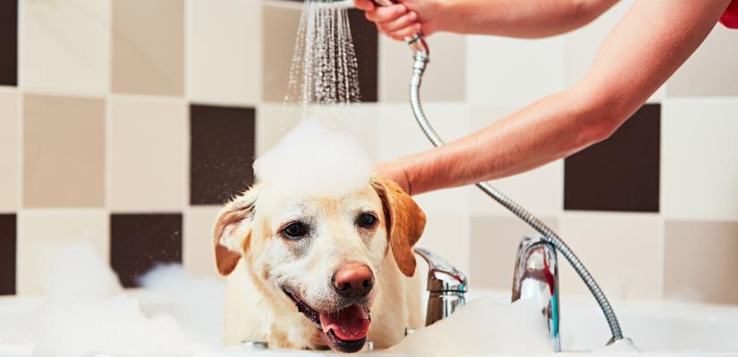 Wie wasche ich meinen Hund richtig? Tiermedizin Dr. Gumpert