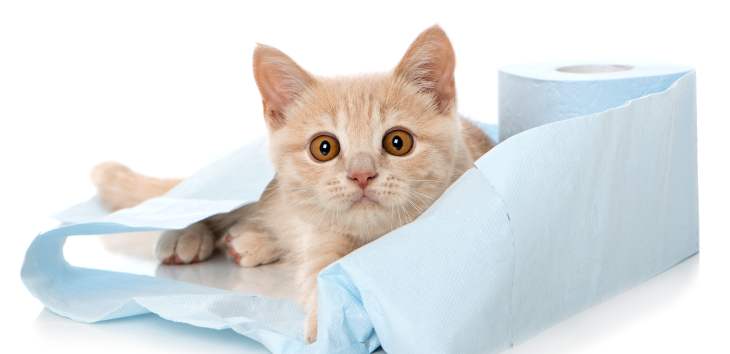 Durchdringender Blick Berauschte Katze