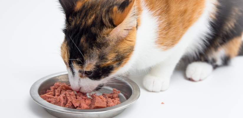 Nassfutter für Katzen - Nassfutter