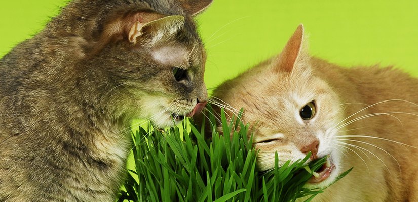 Katzengras Das Sollten Sie Beachten Tiermedizin Dr Gumpert