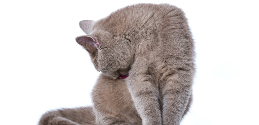 Kann sich eine Katze zu häufig putzen? Kann sich eine Katze zu häufig putzen?