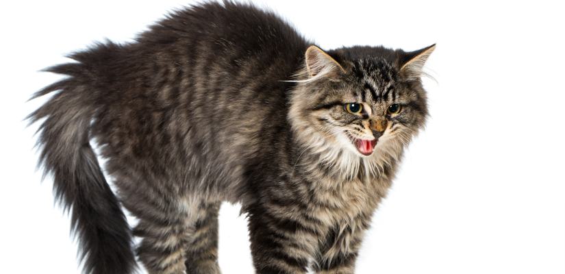 Was Mögen Katzen Nicht Das Sollten Sie Ihrer Katze Nicht