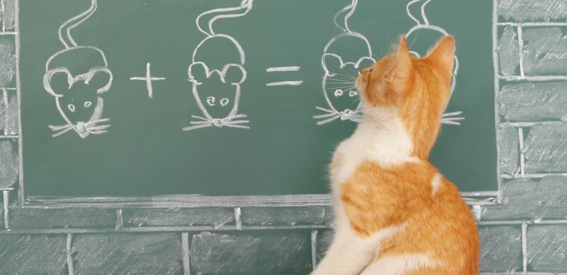Wie bringe ich meiner Katze bei, was sich für sie gehört? Wie erzieht man eine Katze?