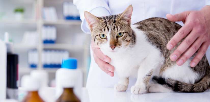 Die Analdrüsen der Katze Tiermedizin Dr. Gumpert