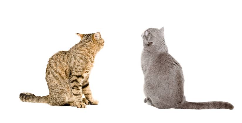 Down-Syndrom bei der Katze - was steckt hinter dem Mythos?: Tiermedizin