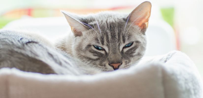 Katzenschnurren katzenschnurren, katze, katzenerziehung, tiererziehung