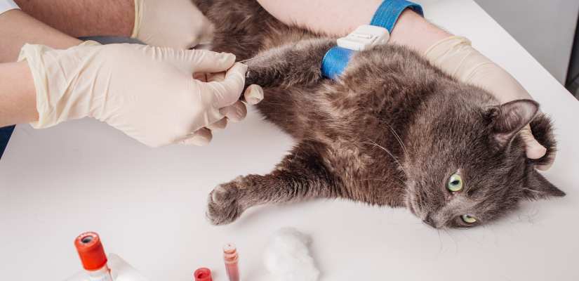 Liegt der Verdacht auf eine Leukozytose vor, so wird Blut abgenommen, um die Zellen darin zu untersuchen. Eine Leukozytose kann nur über ein Blutbild diagnostiziert werden.