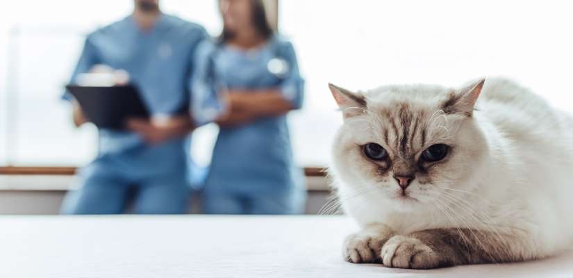 Meine Katze Hat Einen Bandwurm Tiermedizin Dr Gumpert