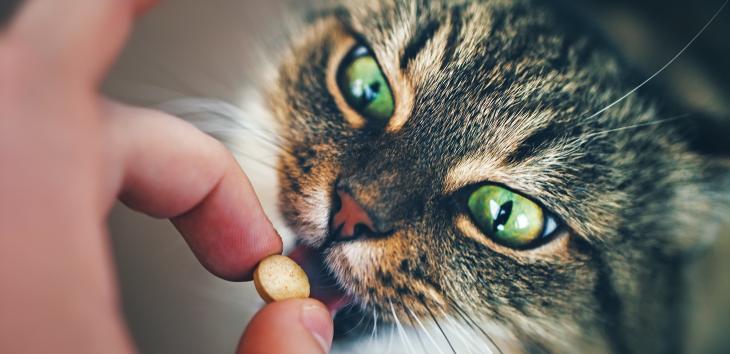 MilbeMax für die Katze Tiermedizin Dr. Gumpert