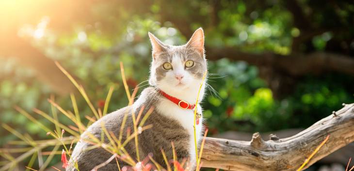 Zeckenhalsband Für Die Katze Tiermedizin Dr Gumpert