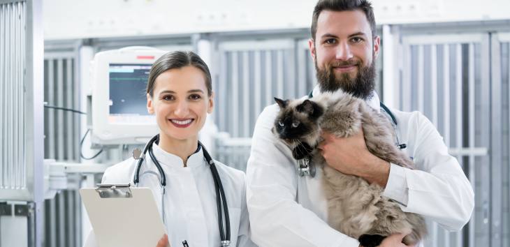 Katze beim Tierarzt Katze nach dem Röntgen beim Tierarzt