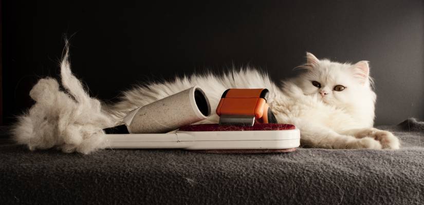 Die Fellpflege bei der Katze Die Fellpflege einer Katze