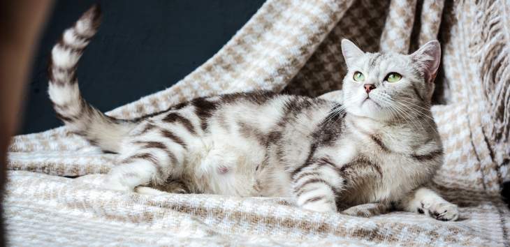 Sommerfell liegende Katze