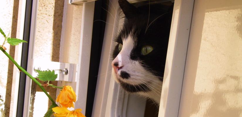 Hier erfreut sich jemand an der Möglichkeit, wann auch immer hinein und hinaus zu huschen. Die Katzenklappe ermöglicht, dass Ihre Katze selbst hinein und hinaus kann, wann immer sie möchte.
