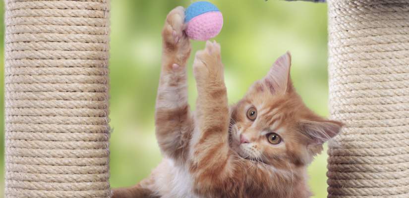 Auf dem Kratzbaum macht das Spielen noch mehr Spaß. Auf Kratzbäumen kann sich die Katze schön austoben.