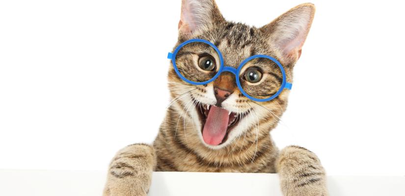 Welche Katze passt zu mir? Katze Tiermedizin