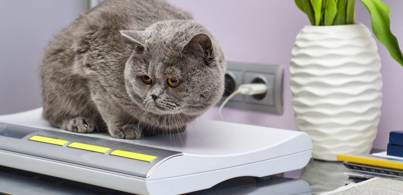 Übergewicht nimmt Katzen einen Teil ihrer Lebensqualität. Wie viel Gewicht ist für meine Katze noch in Ordnung?