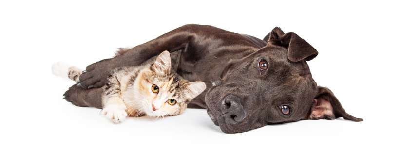 Hund Und Katze Zusammen In Einem Haushalt Was Ist Zu