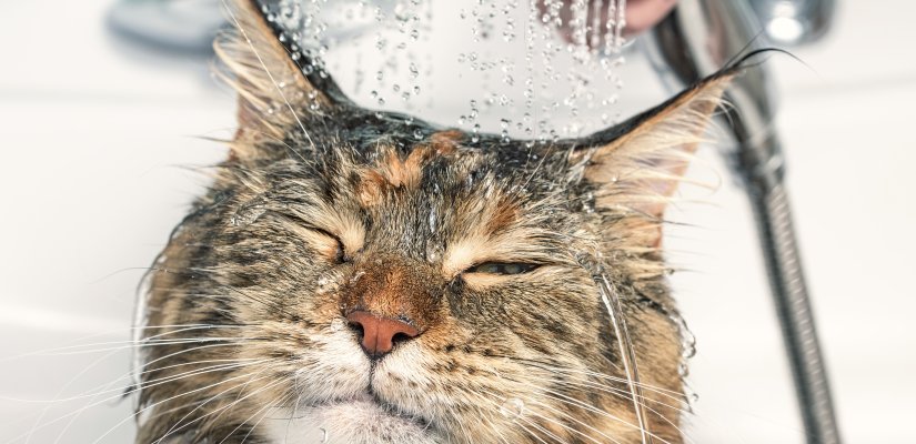 Wie Wasche Ich Meine Katze Richtig Tiermedizin Dr Gumpert