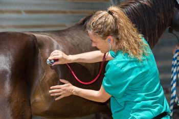 Gesundheit des Pferdes Abhören durch den Tierarzt