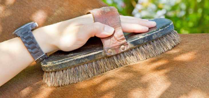 Alopezie beim Pferd Tiermedizin Dr. Gumpert