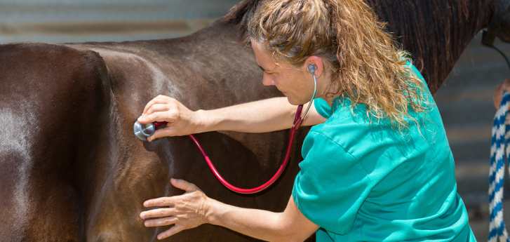 Bronchitis beim Pferd Auskultation der Lunge